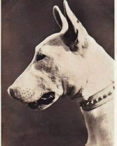 תמונה של כלב מהגזע English Bull Terrier - בול טרייר אנגלי