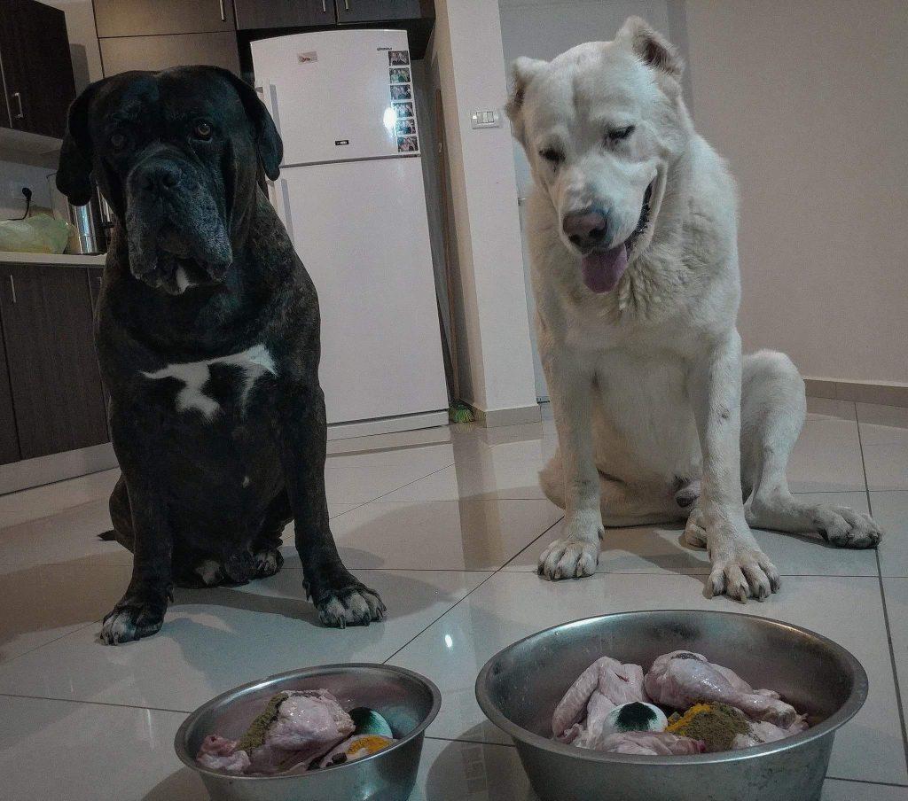 תמונה של כלב מהגזע מאמרים בנושאי תזונת כלבים