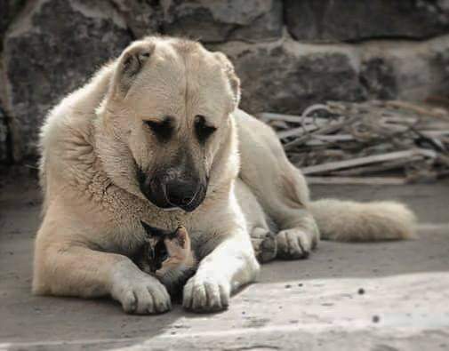 תמונה של כלב מהגזע Armenian Gampr - גאמפר ארמני