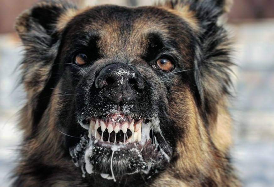תמונה של כלב מהגזע חוק הכלבים  המסכנים
