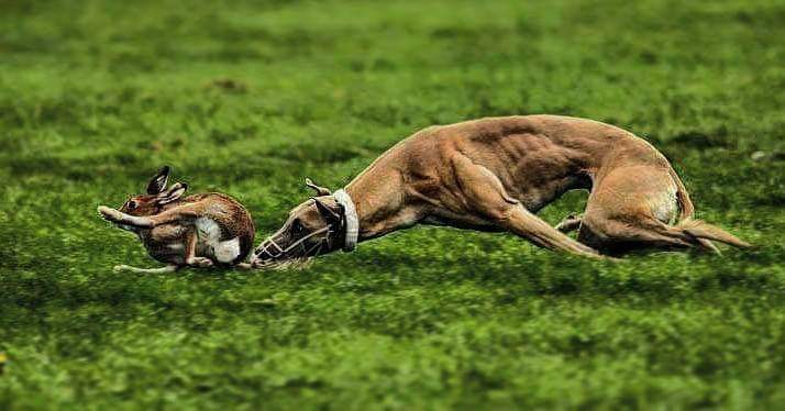 תמונה של כלב מהגזע גרייהאונד - Greyhound