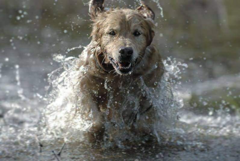 תמונה של כלב מהגזע Golden Retriever - גולדן רטריבר