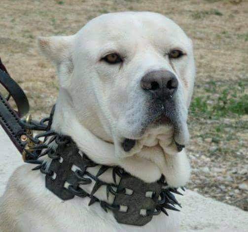 תמונה של כלב מהגזע קאנה קורסו - Cane Corso