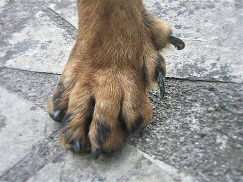 תמונה של כלב מהגזע Beauceron - בוסרון