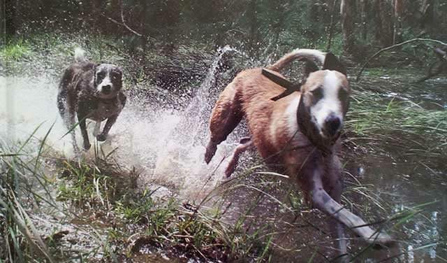 תמונה של כלב מהגזע Bull Lurcher - בול לארצ׳ר
