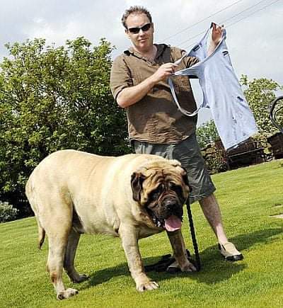 תמונה של כלב מהגזע מסטיף אנגלי - English mastiff