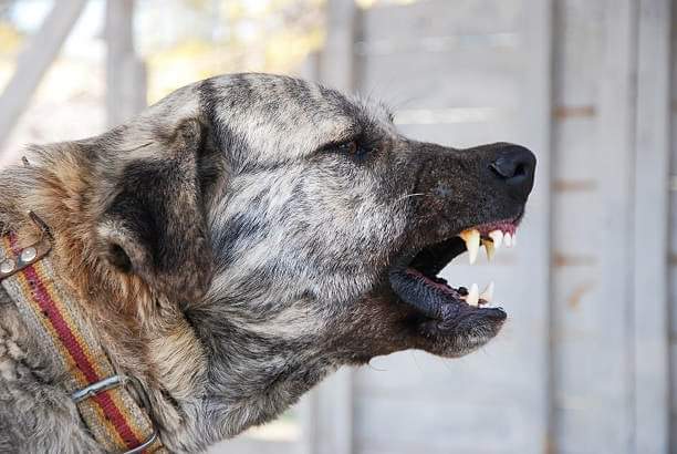 תמונה של כלב מהגזע Kangal - קאנגל