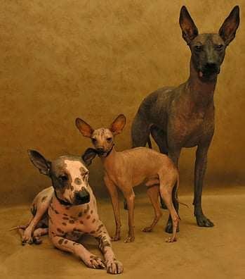 תמונה של כלב מהגזע שאוולו - כלב מקסיקני חסר שיער - Xolo