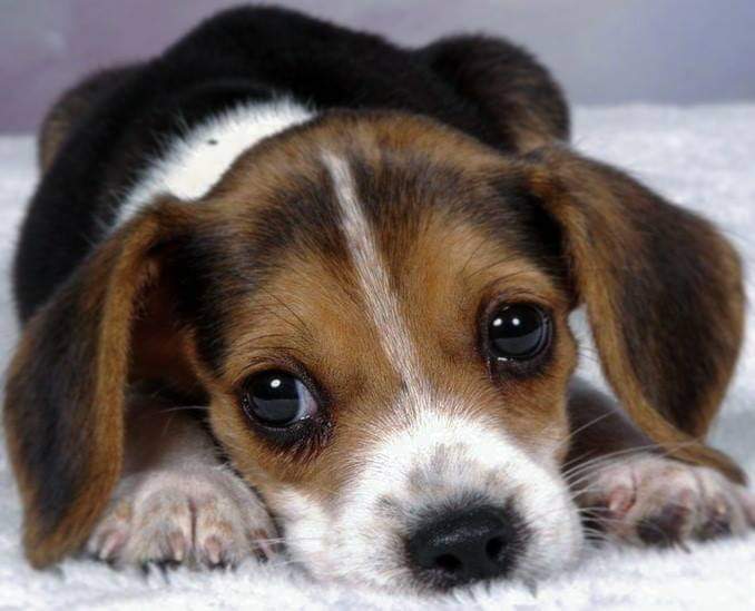 תמונה של כלב מהגזע Beagle - ביגל
