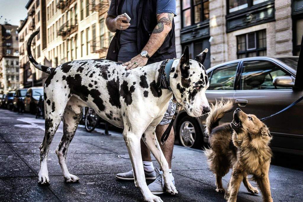 תמונה של כלב מהגזע Great Dane - דני ענק