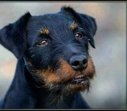 תמונה של כלב מהגזע יאגדטרייר - Jugdterrier