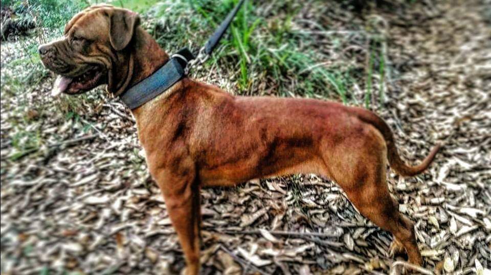 תמונה של כלב מהגזע דוג דה בורדו - Dogue de Bordeaux