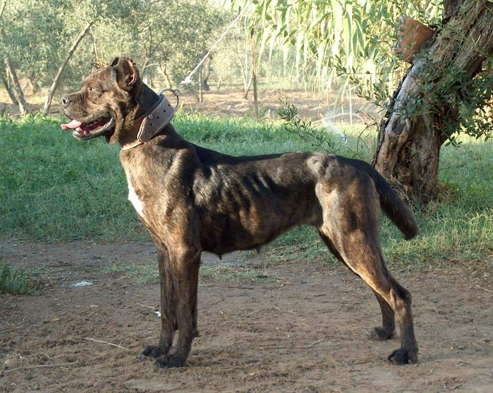 תמונה של כלב מהגזע Alano Español - אלנו אספניול