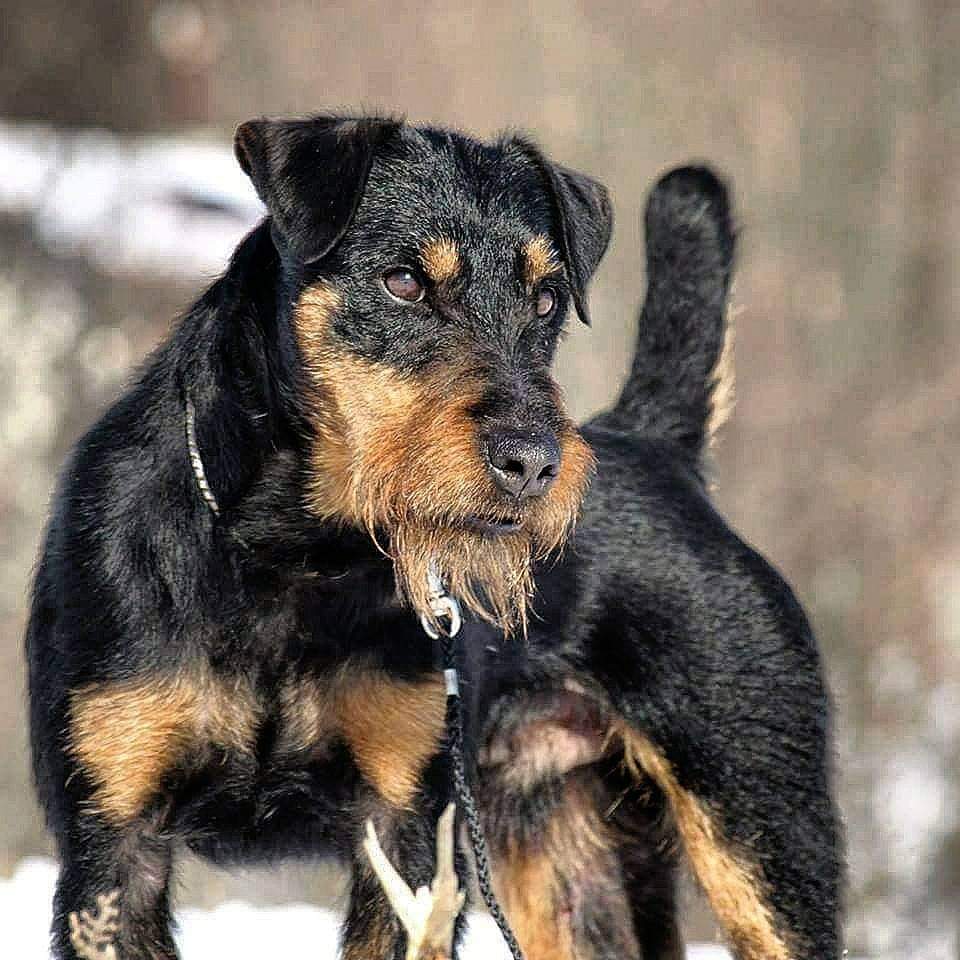 תמונה של כלב מהגזע יאגדטרייר - Jugdterrier