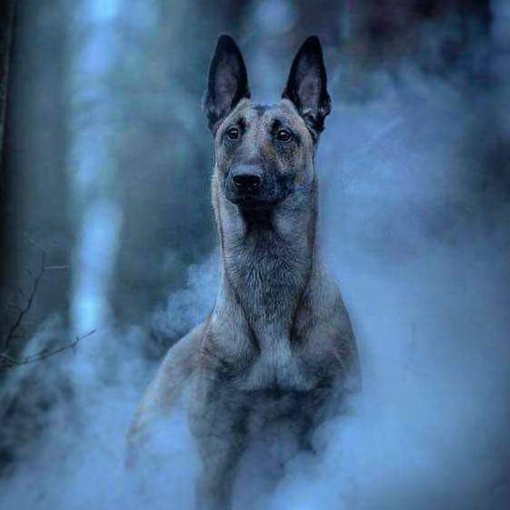 תמונה של כלב מהגזע רועה בלגי מלינואה - Belgian Shepherd Malinois