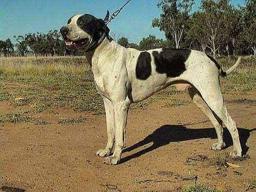 תמונה של כלב מהגזע Boar Australian Dog (Bull Arab) - כלב חזירי בר אוסטרלי ( בול ארב)