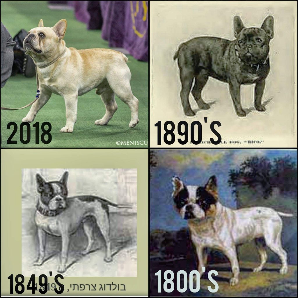 תמונה של כלב מהגזע French Bulldog - בולדוג צרפתי
