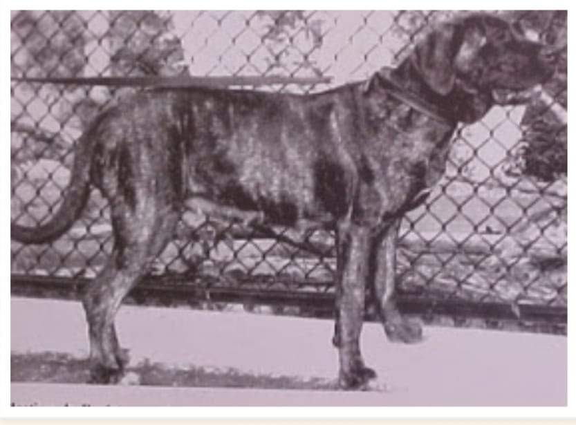 תמונה של כלב מהגזע מסטיף פורטוריקני - Portorican mastiff