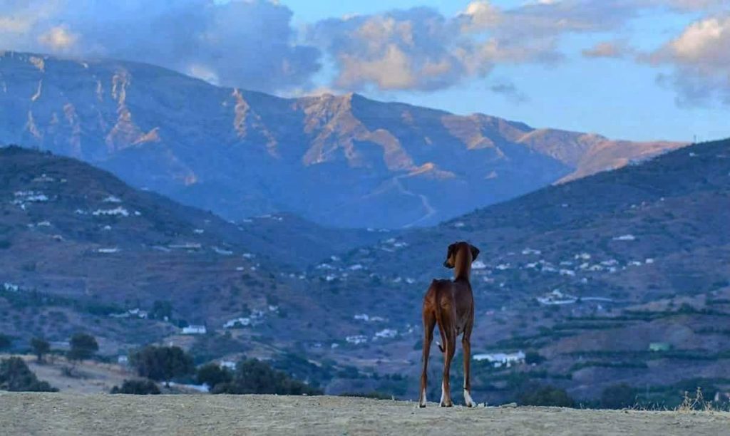תמונה של כלב מהגזע Azwakh - אזוואק
