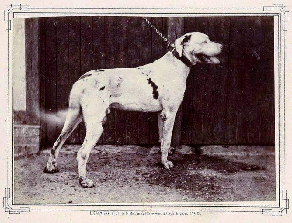 תמונה של כלב מהגזע Great Dane - דני ענק