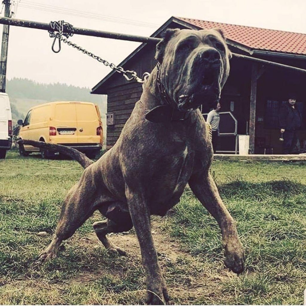 תמונה של כלב מהגזע American Bandogge - אמריקן באנדוג