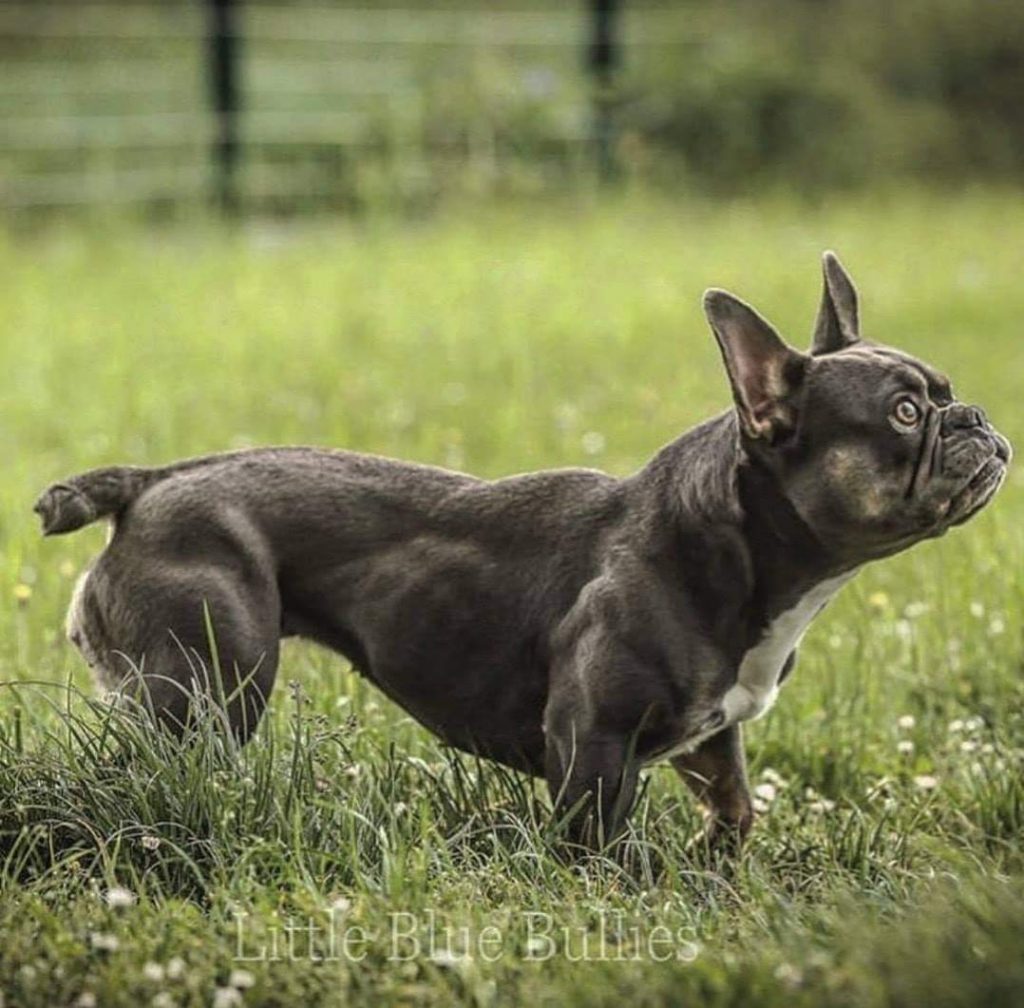 תמונה של כלב מהגזע French Bulldog - בולדוג צרפתי