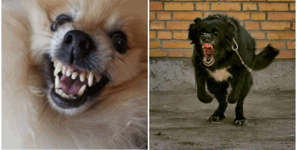 תמונה של כלב מהגזע מאמרים בנושאי התנהגות כלבים וגידול בצורה נכונה