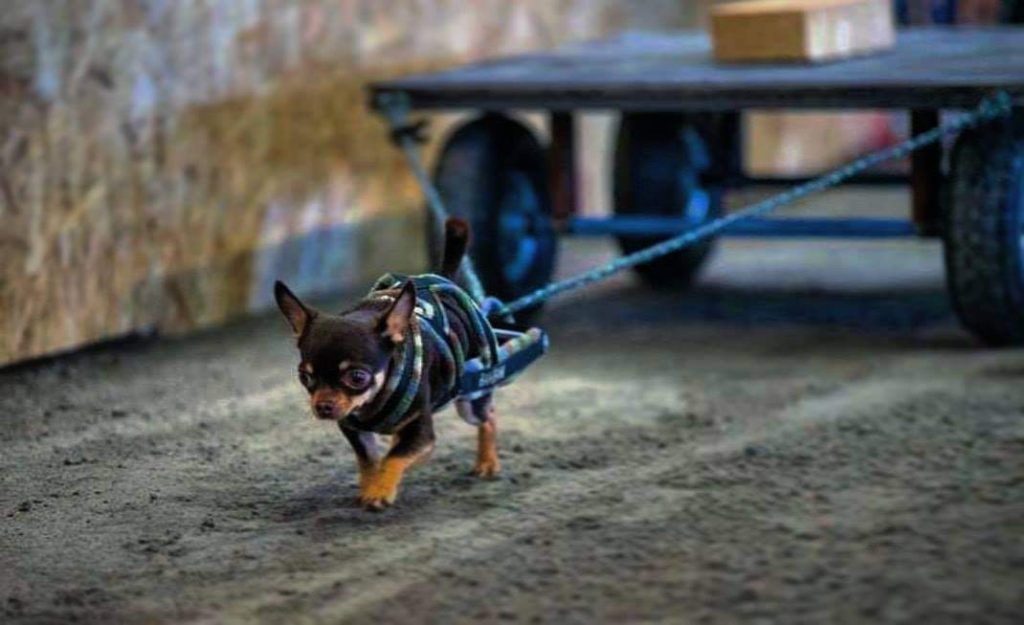 תמונה של כלב מהגזע Chihuahua - צ יוואווה