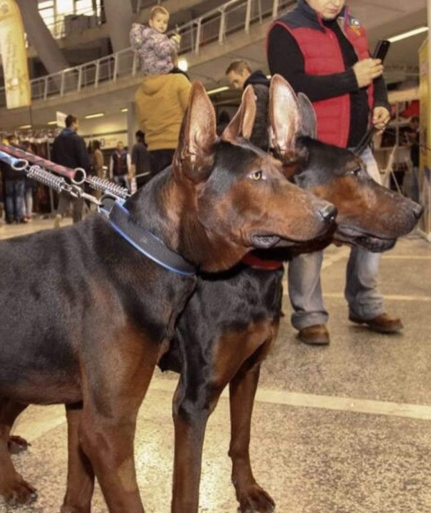 תמונה של כלב מהגזע לאיזהו הונג סיני אדום - Chinese Laizhou Hong Red Dog