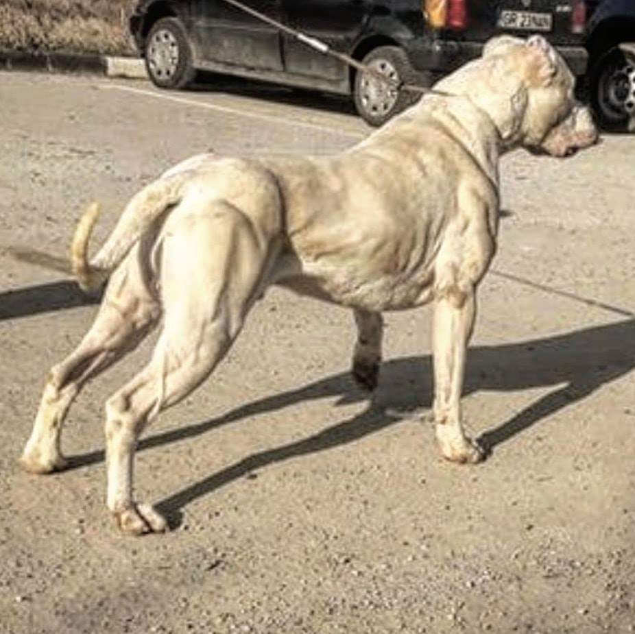 תמונה של כלב מהגזע דוגו ארגנטינו - Dogo Argentino
