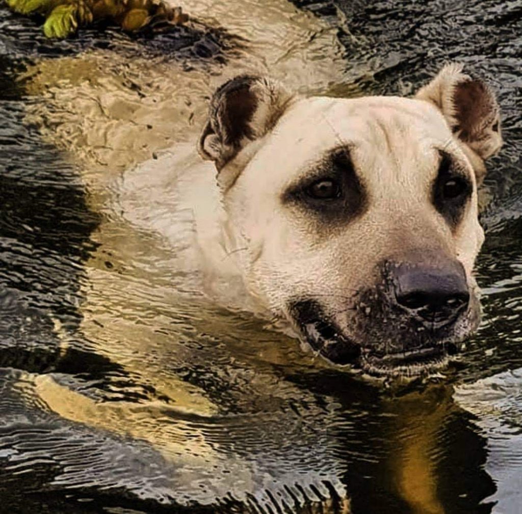 תמונה של כלב מהגזע Cimarrón Uruguayo - סימרון אורוגואיו