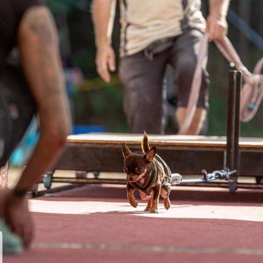 תמונה של כלב מהגזע Chihuahua - צ יוואווה