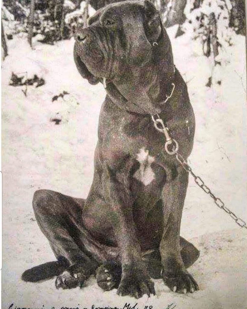 תמונה של כלב מהגזע מסטינו נפוליטנו - Mastino Napoletano