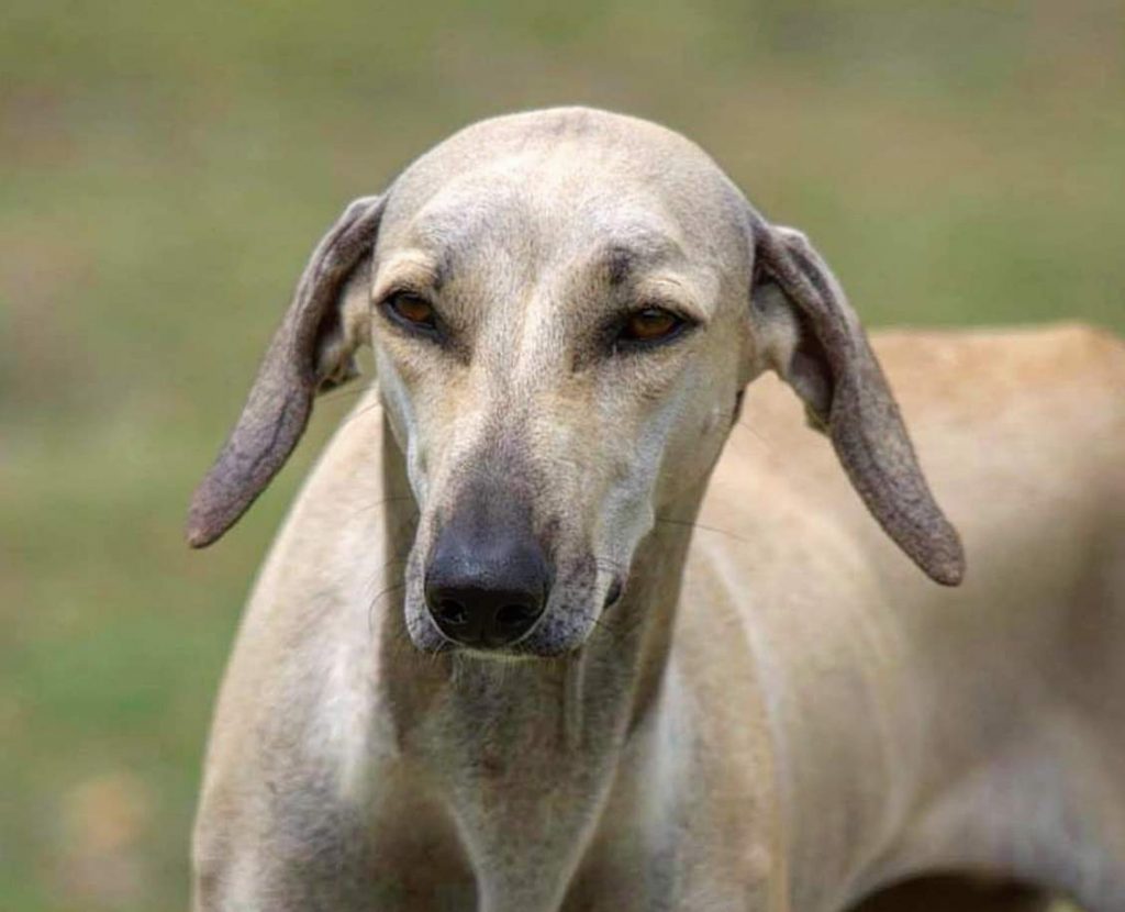 תמונה של כלב מהגזע Chippiparai - צ יפיפאראיי