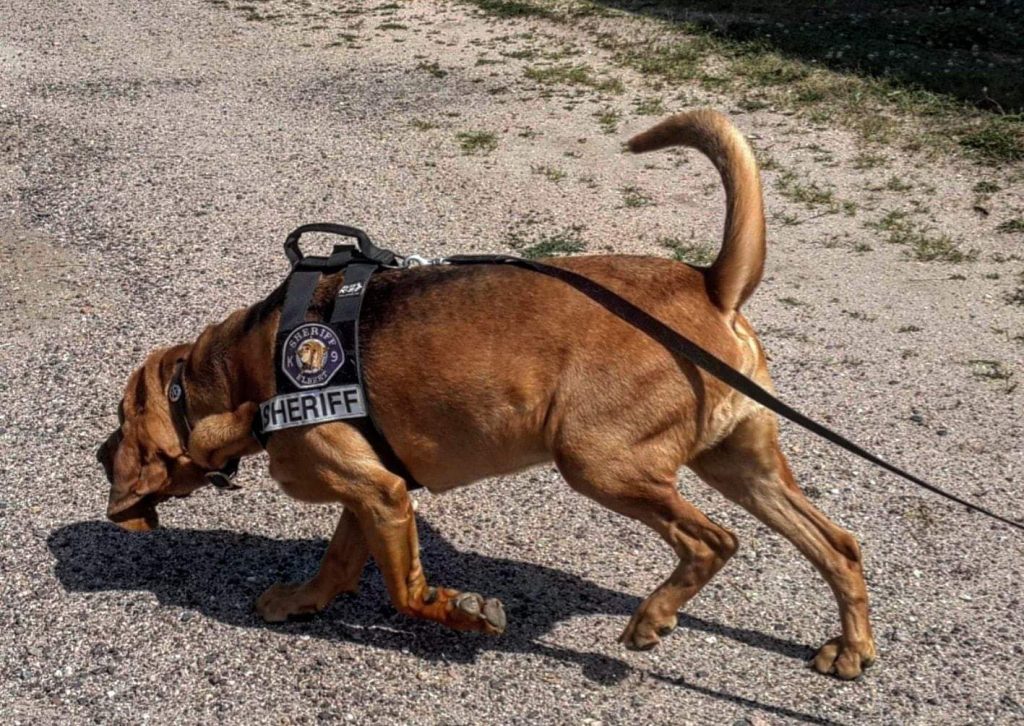 תמונה של כלב מהגזע Bloodhound - בלדהאונד (כלב דם)