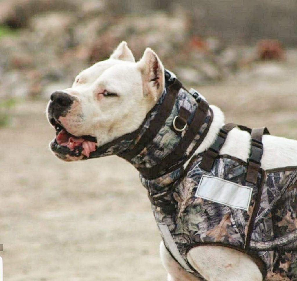 תמונה של כלב מהגזע דוגו ארגנטינו - Dogo Argentino