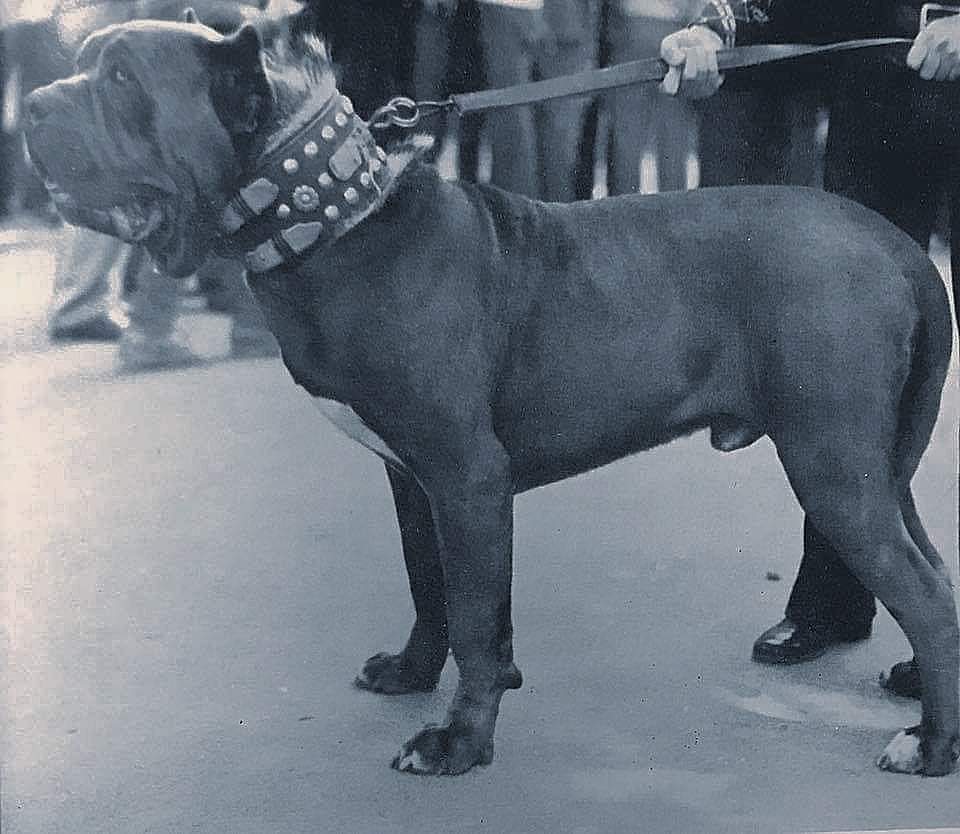 תמונה של כלב מהגזע מסטינו נפוליטנו - Mastino Napoletano