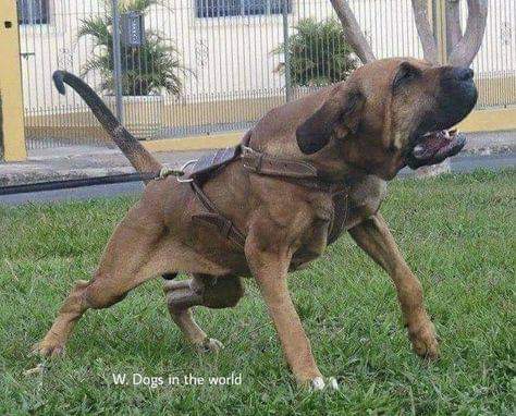 תמונה של כלב מהגזע Fila Brasileiro - פילה ברזילרו