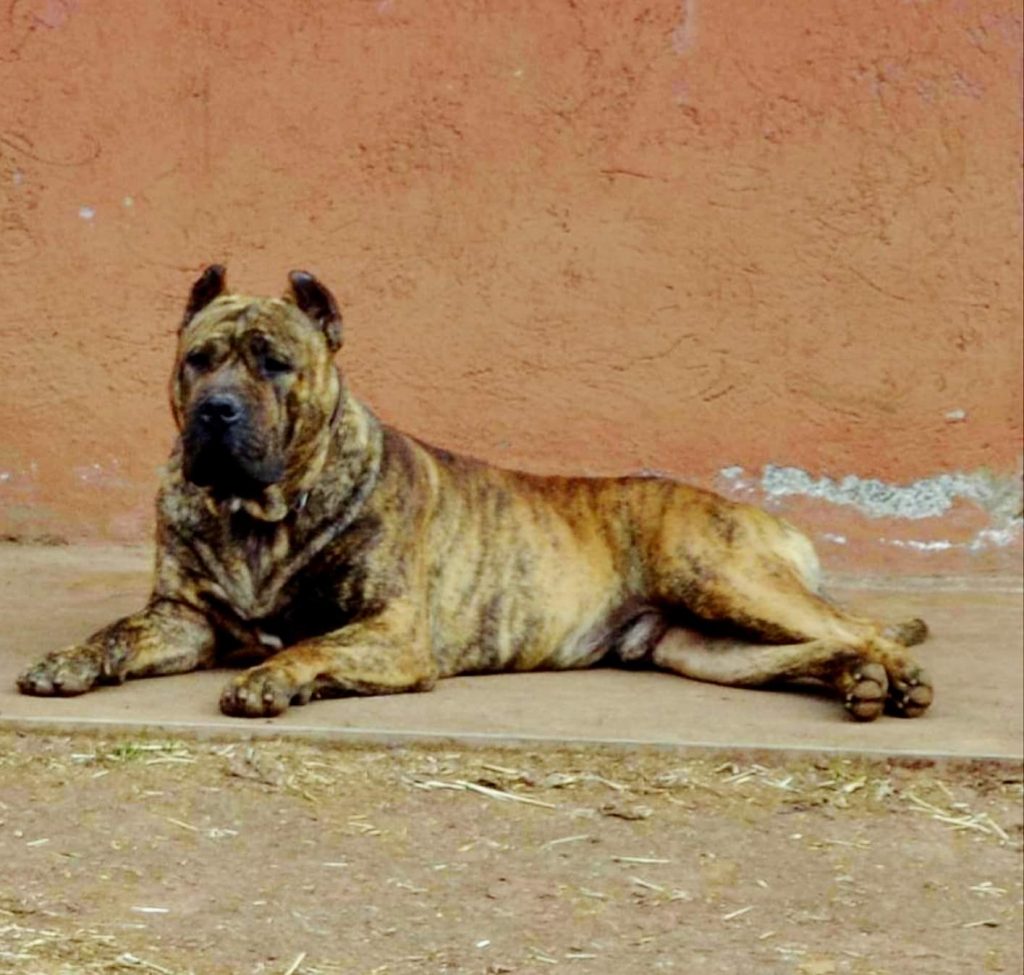 תמונה של כלב מהגזע Fernando - פרננדו