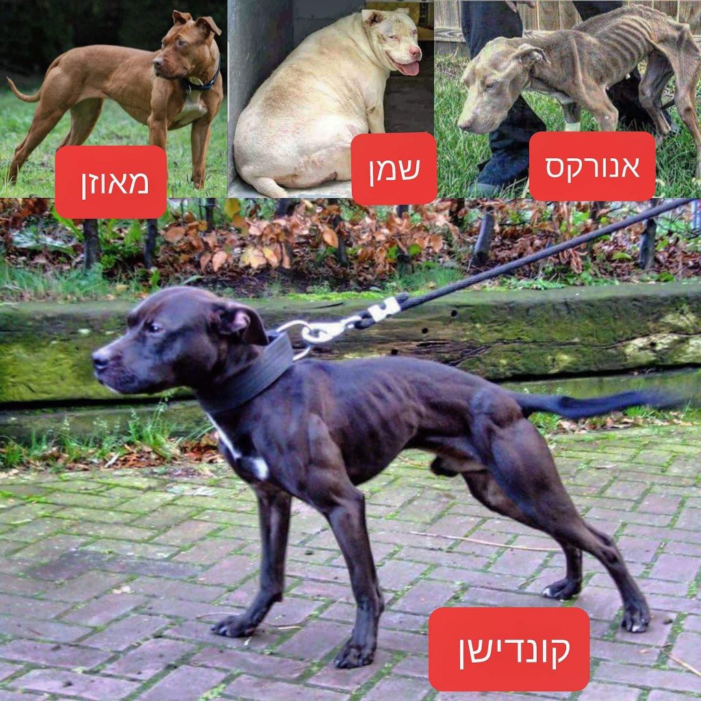 תמונה של כלב מהגזע מאמרים בנושאי האנטומיה של הכלב וגנטיקה