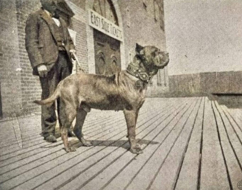 תמונה של כלב מהגזע דוג דה בורדו - Dogue de Bordeaux