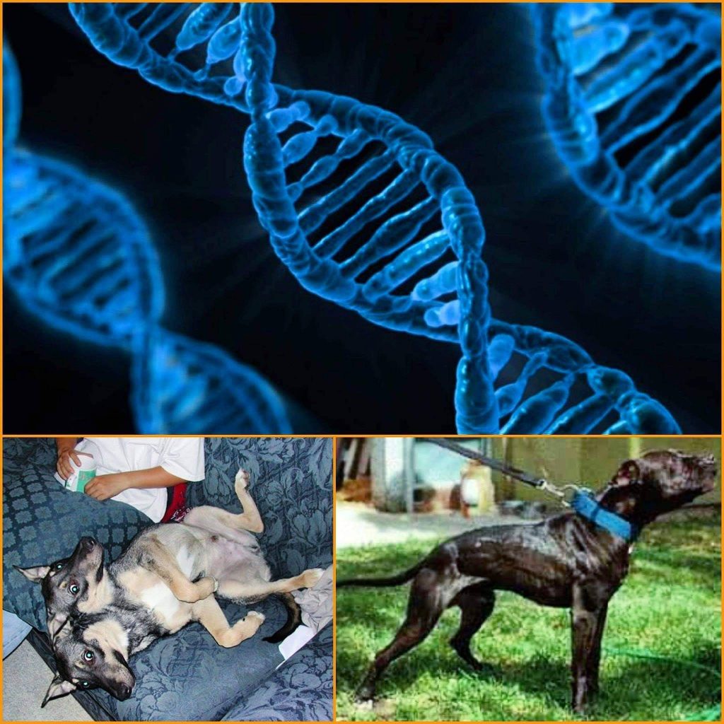 תמונה של כלב מהגזע מאמרים בנושאי האנטומיה של הכלב וגנטיקה