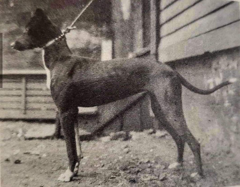תמונה של כלב מהגזע Bull Lurcher - בול לארצ׳ר