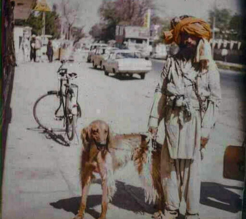 תמונה של כלב מהגזע Afghan Hound - כלב אפגני