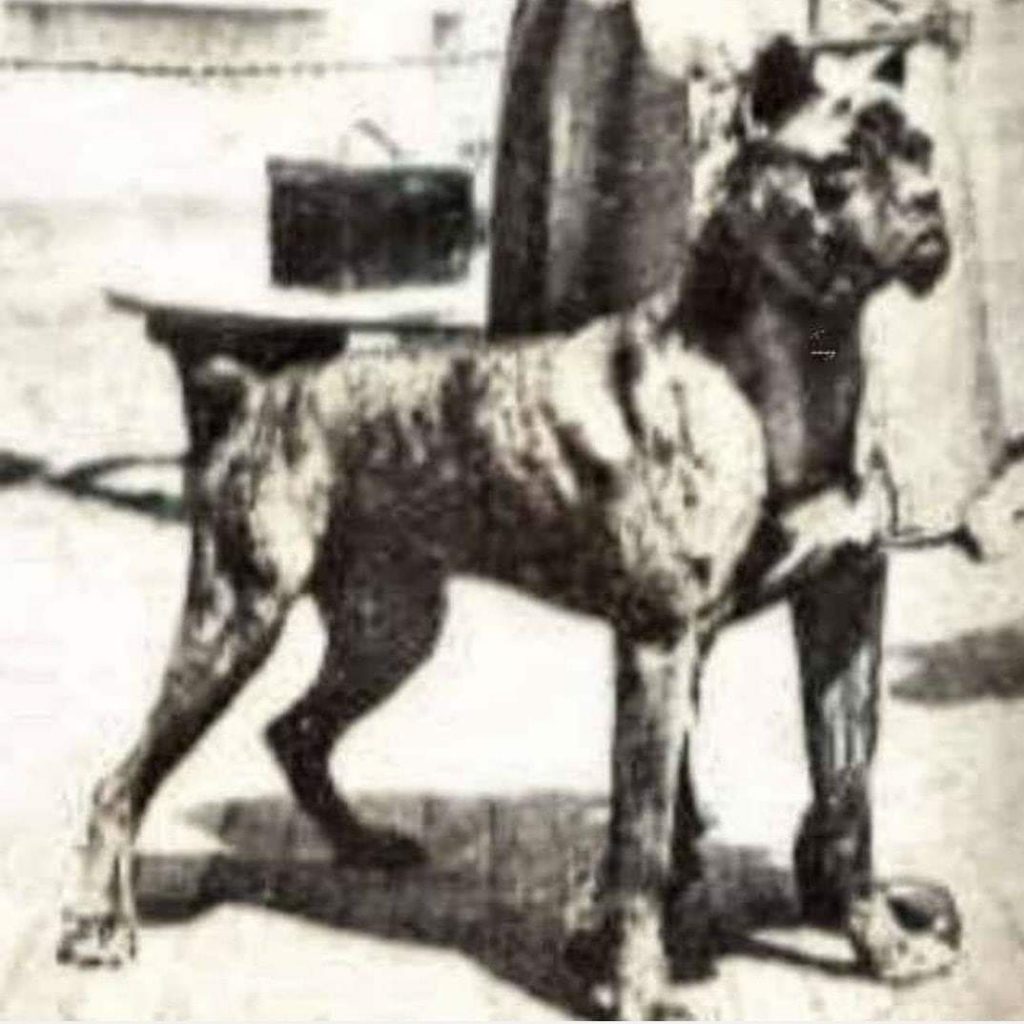 תמונה של כלב מהגזע Boxer - בוקסר