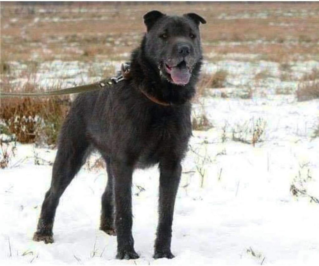 תמונה של כלב מהגזע כלבים מעורבים - Mix Dog