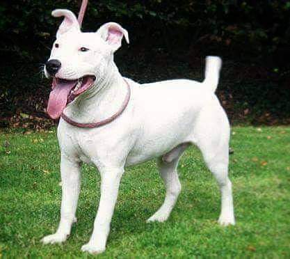 תמונה של כלב מהגזע English White Terrier - טרייר אנגלי לבן