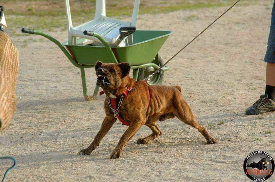תמונה של כלב מהגזע Cão fila de são miguel – כלב בקר פורטוגזי