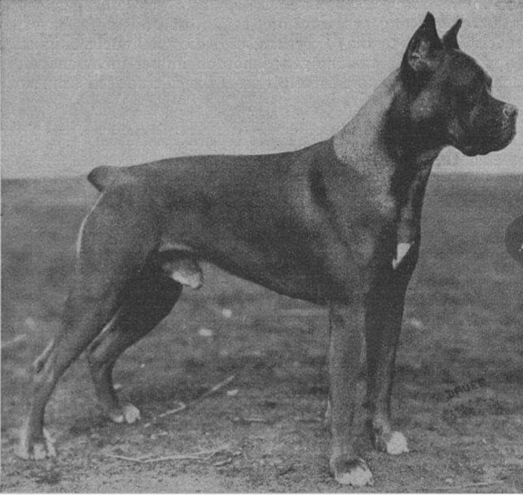 תמונה של כלב מהגזע Boxer - בוקסר