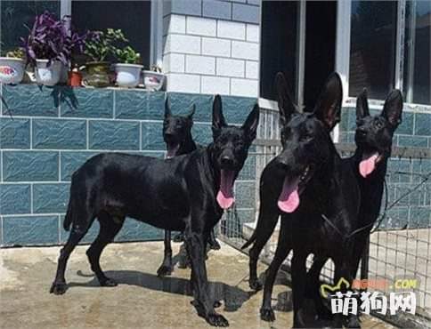 תמונה של כלב מהגזע לאיזהו הונג סיני אדום - Chinese Laizhou Hong Red Dog
